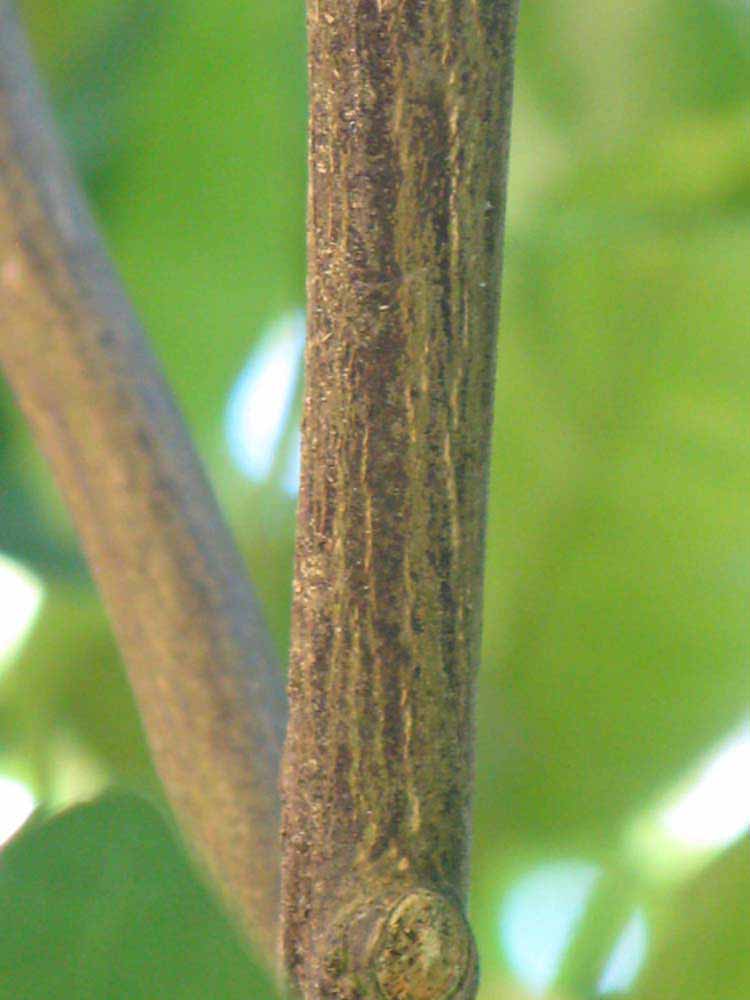                      Second   - third year twig (Winter Haven, FL)       